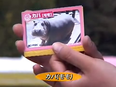 動物カード