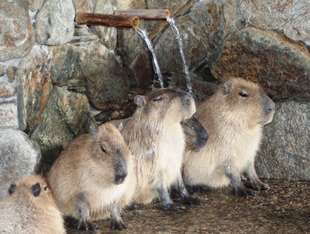 Capybaras