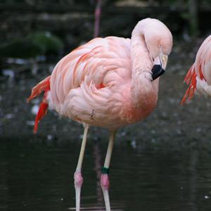 チリーフラミンゴ 長崎バイオパーク Zooっと近くにふれあえる九州の動物園 植物園