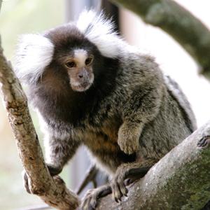 コモンマーモセット 長崎バイオパーク Zooっと近くにふれあえる九州の動物園 植物園