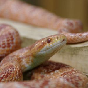 コーンスネーク 長崎バイオパーク Zooっと近くにふれあえる九州の動物園 植物園