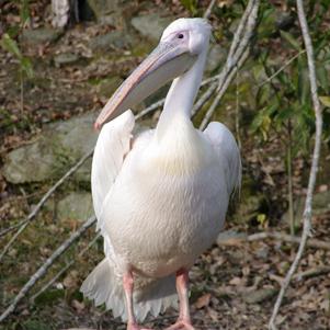 モモイロペリカン 長崎バイオパーク Zooっと近くにふれあえる九州の動物園 植物園