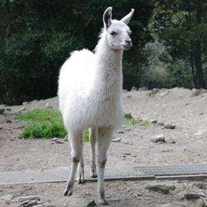 ラマ 長崎バイオパーク Zooっと近くにふれあえる九州の動物園 植物園