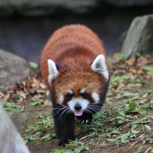 レッサーパンダ 長崎バイオパーク Zooっと近くにふれあえる九州の動物園 植物園