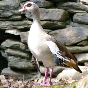 エジプトガン 長崎バイオパーク Zooっと近くにふれあえる九州の動物園 植物園