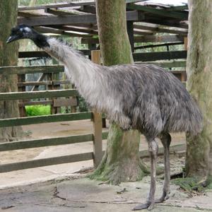 エミュー 長崎バイオパーク Zooっと近くにふれあえる九州の動物園 植物園