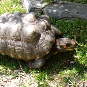 アカアシリクガメ 長崎バイオパーク Zooっと近くにふれあえる九州の動物園 植物園