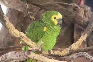 アオボウシインコ 長崎バイオパーク Zooっと近くにふれあえる九州の動物園 植物園