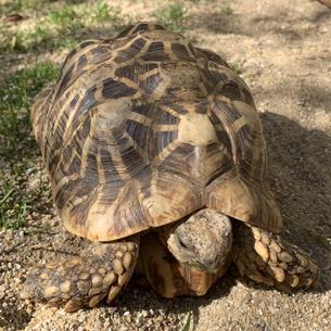 インドホシガメ 長崎バイオパーク Zooっと近くにふれあえる九州の動物園 植物園