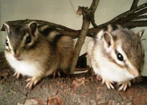 チョウセンシマリス 長崎バイオパーク Zooっと近くにふれあえる九州の動物園 植物園