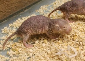 ハダカデバネズミ 長崎バイオパーク Zooっと近くにふれあえる九州の動物園 植物園