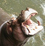 Hippo