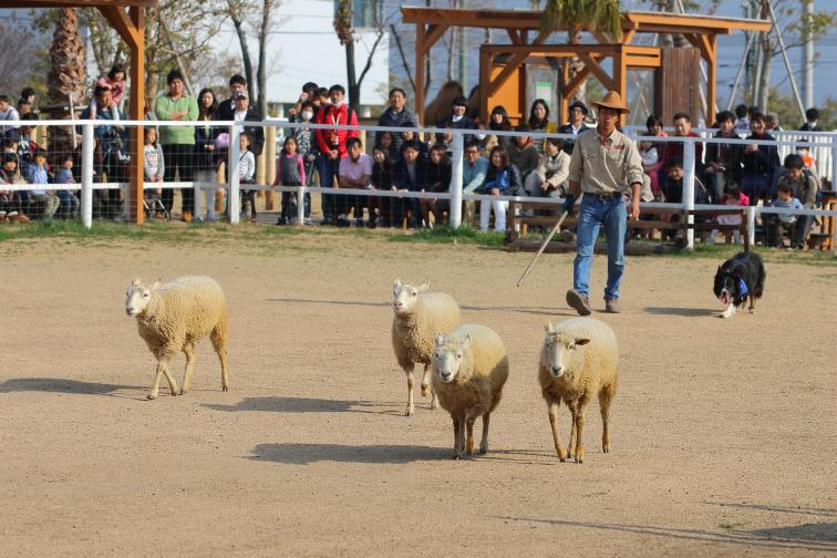 sheepdog1.JPG