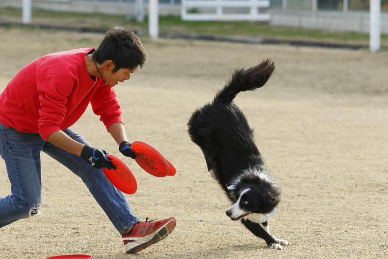 sheepdog2.JPG