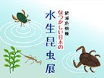 なつかしい日本の水生昆虫展:イメージ1