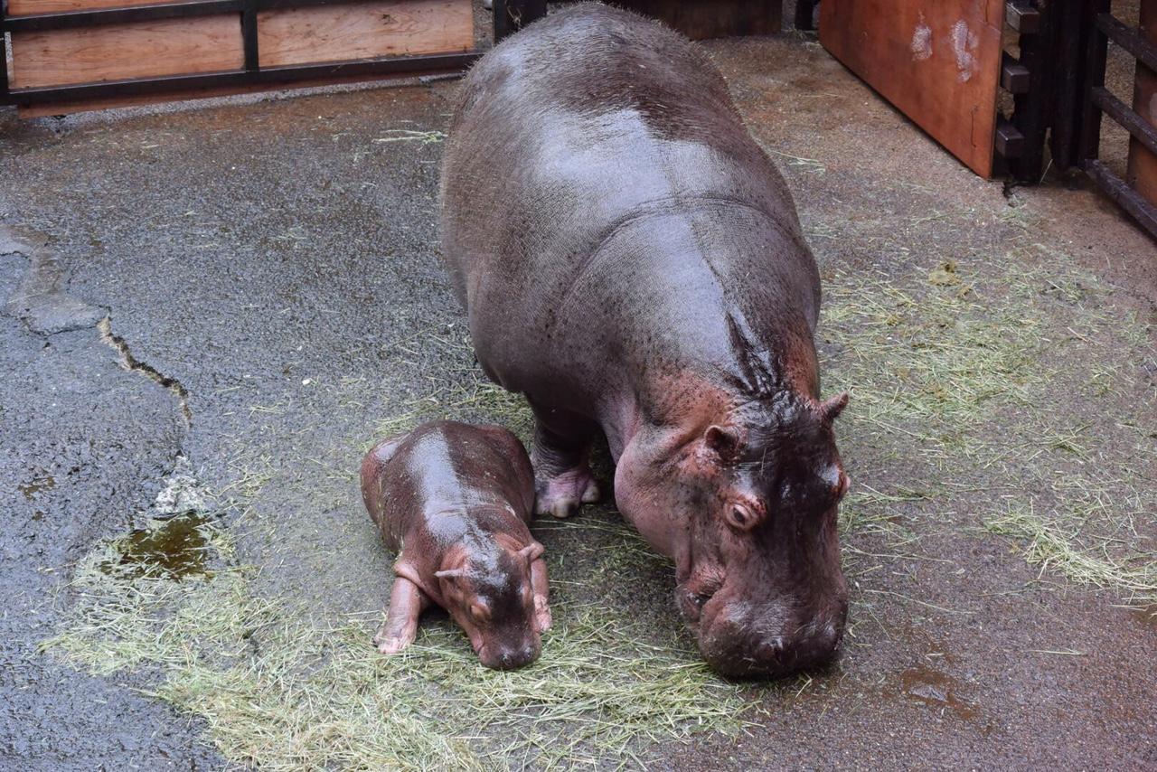 カバの名前が決定しました 長崎バイオパーク Zooっと近くにふれあえる九州の動物園 植物園