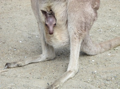 赤ちゃん カンガルー の