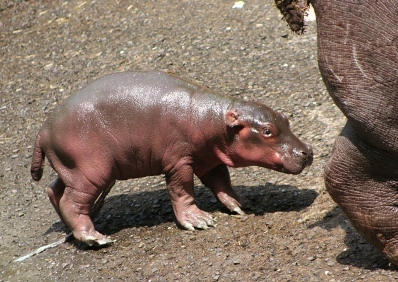 カバの赤ちゃん生まれました 長崎バイオパーク Zooっと近くにふれあえる九州の動物園 植物園