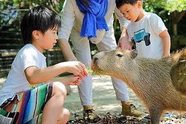 esayari_capybara_1.jpg