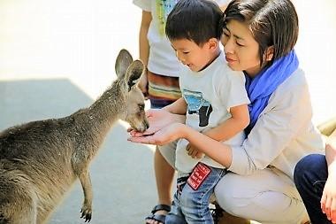 esayari_kangaroo_1.jpg