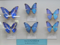 キラキラ輝くモルフォ蝶