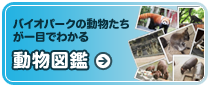 動物図鑑