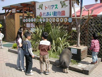 20070408trius29.jpg