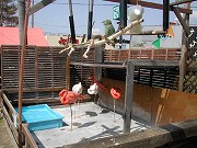 20070408trius36.jpg