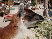 20070408trius37.jpg