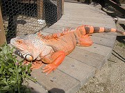 20070408trius45.jpg