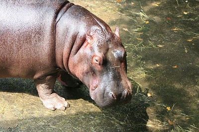 カバの ゆめ が富士サファリパークへ旅立ちました 長崎バイオパーク Zooっと近くにふれあえる九州の動物園 植物園