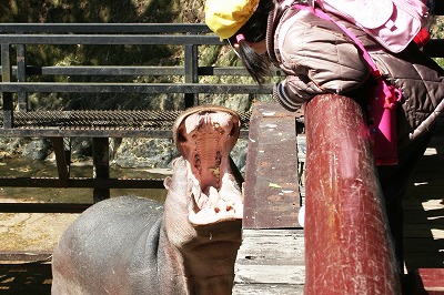 20071226kaba.jpg