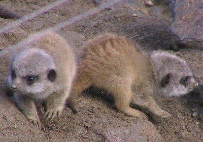 20080228meerkat01.jpg