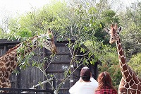 20080415giraf2.jpg