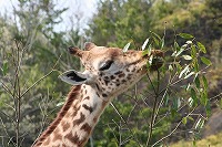 20080415giraf3.jpg