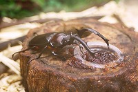 20080723%20insect6.jpg