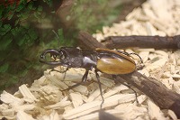 20080723%20insect7.jpg