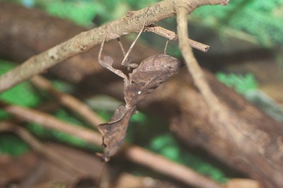20080727%20insect5.jpg