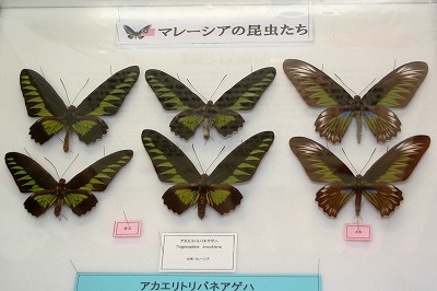 20080727%20insect9.jpg