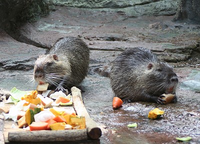 20081024Nutria-1.jpg