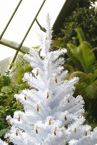20081214tree01.jpg