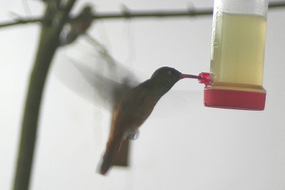 20090611%20hummingbird2.jpg