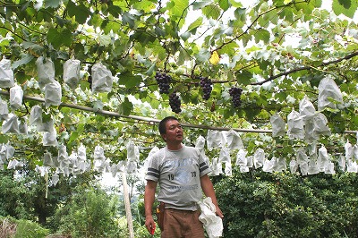 20090821%20grape2.jpg