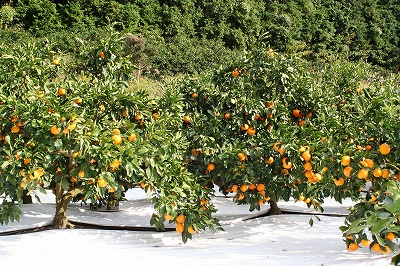 20091108%20mikan1.jpg