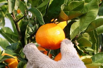 20091108%20mikan2.jpg