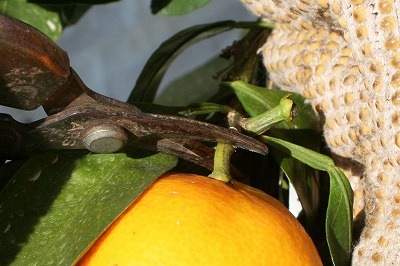 20091108%20mikan3.jpg