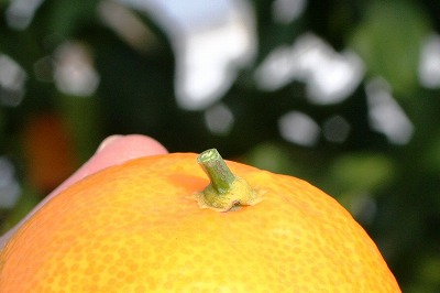 20091108%20mikan4.jpg