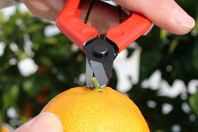20091108%20mikan5.jpg
