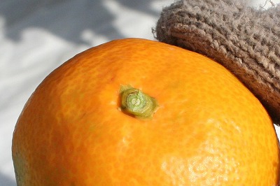 20091108%20mikan6.jpg