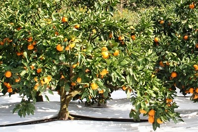 20091228%20mikan.jpg